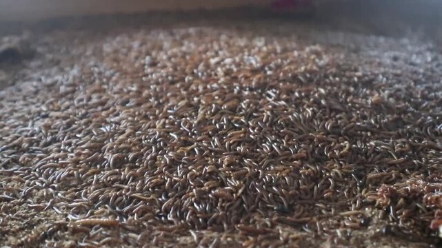Super worms crawling. Super worms Zophobas morio, larvae. 