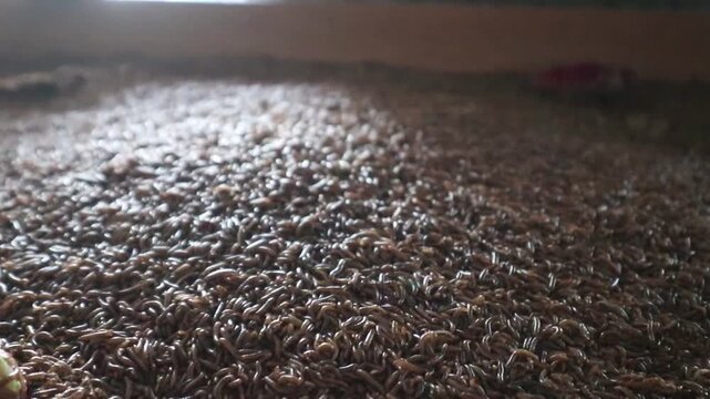 Super worms crawling. Super worms Zophobas morio, larvae. 