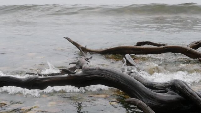 The roots of dead trees are washed by the waves of the clear, cold water of Siberia's Lake Baikal on a beach covered with large, beautiful stones with unusual carved patterns on a cloudy autumn day.