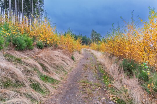 Vibrant autumn forest landscape in the Brdy Highlands with golden larch trees, green spruces, and a misty valley view, Czech Republic.