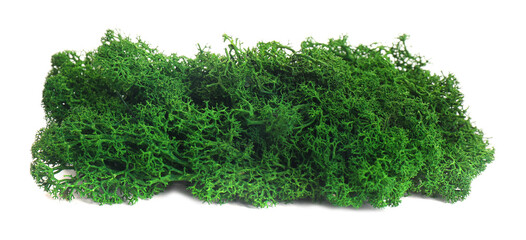 Obraz premium Beautiful bright green moss isolated on white