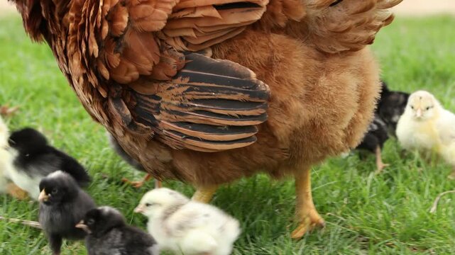 Red hen with her cute baby chicks on green grass