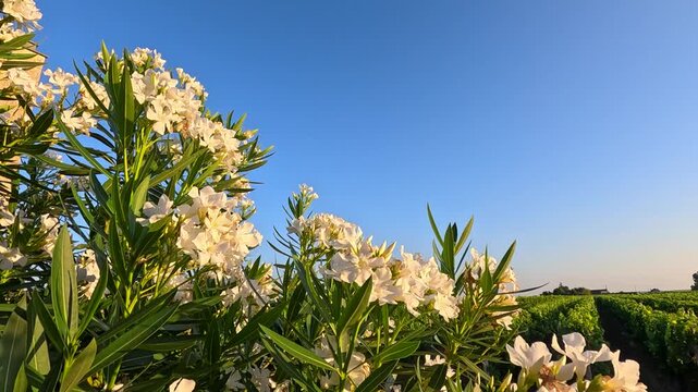 White oleander flowers gently swaying in the breeze with lush green vineyard background under clear blue sky on sunny day.