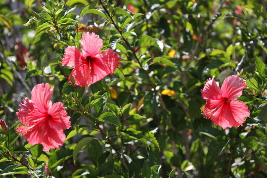 spray of three red blossoms in tropical sunshine against dark shaded leaves (macro, close-up) 3519