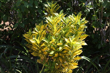 Fototapeta premium tropical bush with dense growth of mottled green, yellow leaves in bright sunshine (close-up) 3524