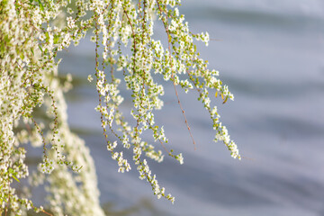 The snow willow in full bloom by the lake © 张苏云 张