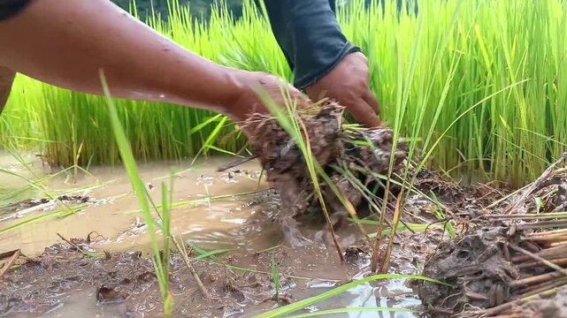 A detailed close-up shot capturing a farmer's wet, muddy hands pulling young green rice seedlings from a flooded seedbed in a field, ready for traditional transplanting.