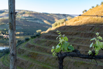 Naklejka premium Early spring grape vine growing on a wire in front of terraced vineyards in the Duoro River valley