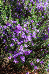 Obraz premium Blooming Texas Sage or Leucophyllum frutescens Cenizo or Texas Ranger shrub growing in a desert garden, warm morning in Spring