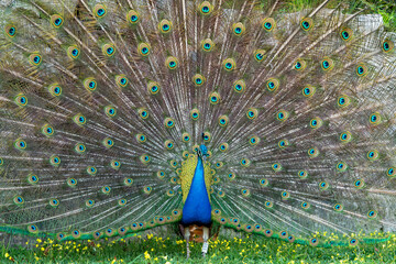 Obraz premium Front view of a peacock spreading its feathers in a courtship display in front of a stone wall