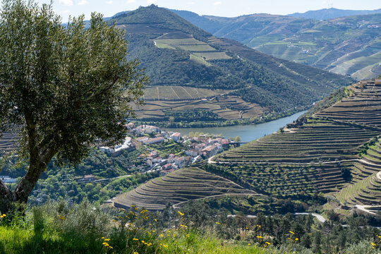 Edge of a hillside with wildflowers and an olive tree, with vineyards, the duroro river, and the distant town of Pinhao