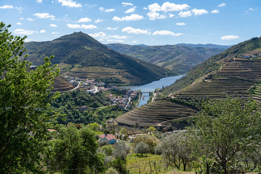 Duoro valley scenery with the town of Pinhao nestled between hills and the river. Viewed from above amongst trees and vineyards