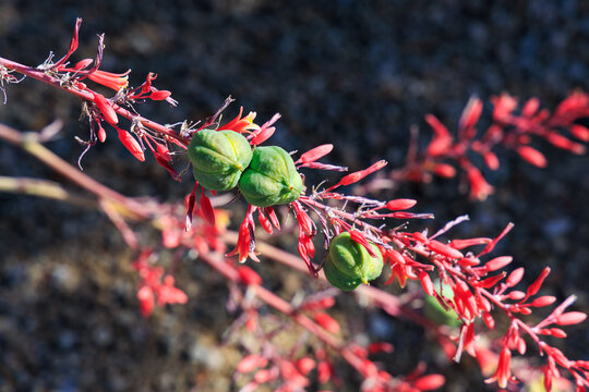 Close-up of flowering stalks and fruits of Hesperaloe parviflora, commonly known as Red Yucca, Hummingbird Yucca, or False Yucca