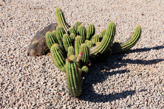 Close-up of Argentine Giant cactus (Echinopsis candicans) with a flower bud at its front top stem in spring bloom in desert environment