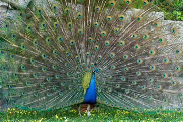 Obraz premium Slightly angled front view of a peacock spreading its feathers in a courtship display in front of a stone wall