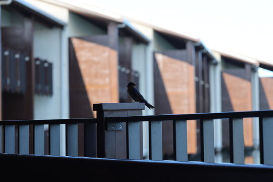 small tropical bird perched atop wooden railing post (close-up, silhouette) 3546