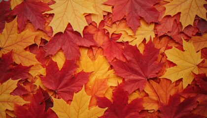 Fototapeta premium A top-down view of a vibrant carpet of fallen autumn maple leaves in shades of red, orange, and yellow.