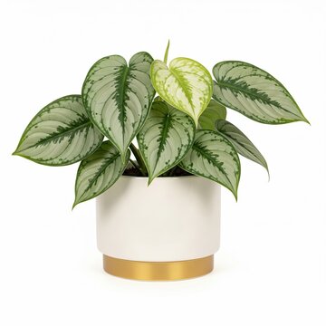 Scindapsus pictus Silver Satin Pothos plant in white ceramic pot with gold base isolated on white background.