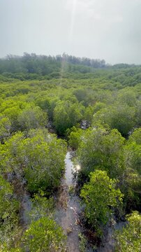 Green mangrove forest. Morning day