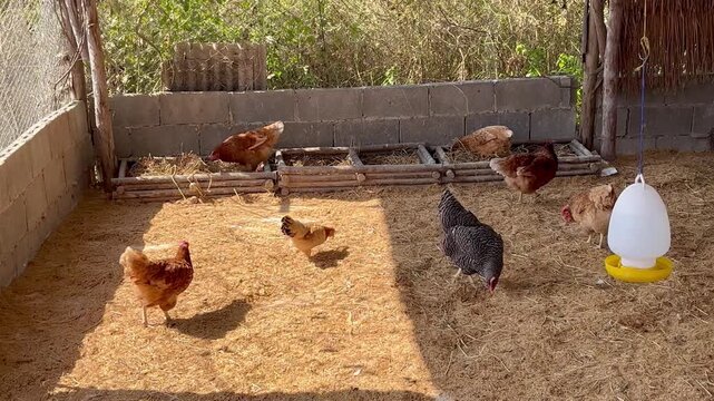 Chickens in organic rural farm