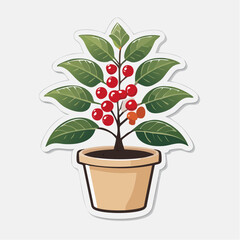 Fototapeta premium Potted Coffee Plant with Red Berries
