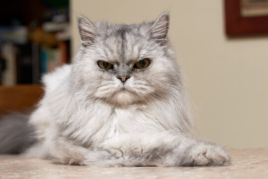 close up of a persian cat