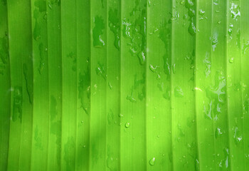 water droplets on a banana leaf suitable for background © Birul Sinari-Adi