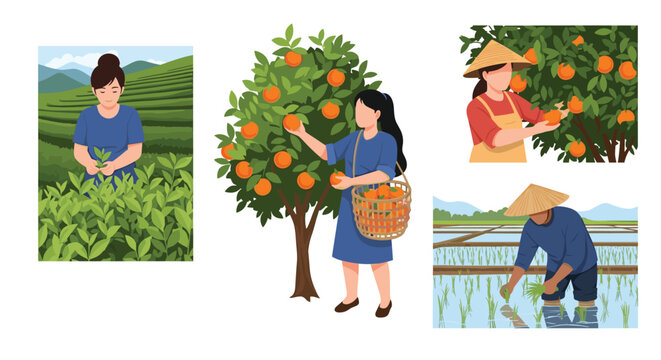 Traditional Asian agriculture scenes depicting farmers harvesting tea leaves, picking oranges, and planting rice in rural fields.