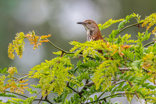 Brown thrasher perched in a honey locust tree.