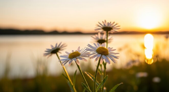 Macro shot of delicate white daisies by a peaceful lake at sunset, bathed in warm golden light with soft focus and cinematic bokeh effects, white, yellow, reflection