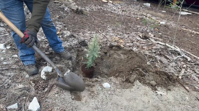 A high-quality vide of a man in a beanie and work gloves carefully planting a small evergreen sapling into the soil. The scene takes place in a mountainous or forested area next to a wooden cabin and 