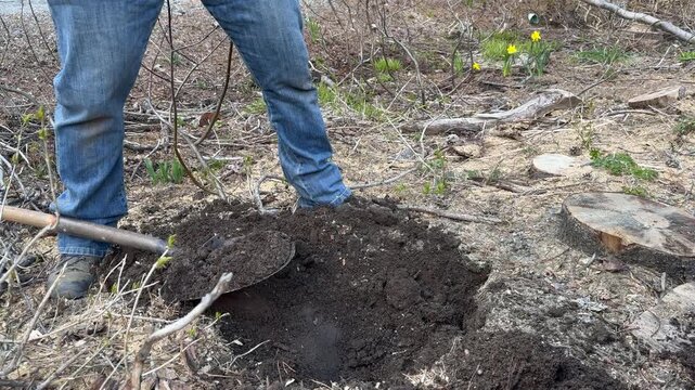 a video sequence shows a man wearing blue jeans and work boots using a metal shovel to dig into dark, rich soil in a forest clearing. The video captures the continuous motion of clearing a spot and tu