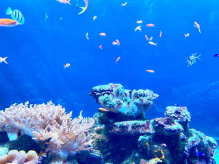 悠々と泳ぐカラフルな魚 © SA