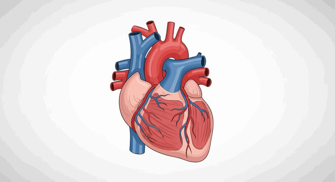 Detailed Human Heart Anatomy Illustration for Medical Education.