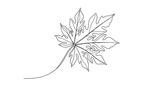 Elegant line drawing of a single detailed maple leaf with flowing stem on minimalistic white background for botanical art or