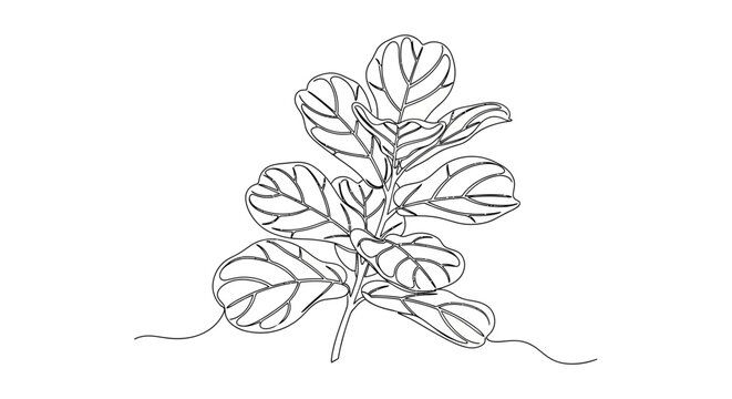 Delicate line art illustration of a fig tree branch with detailed leaves