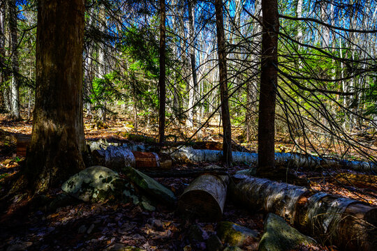 Kaaterskill Falls in Spring