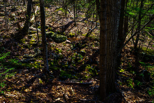 Kaaterskill Falls in Spring
