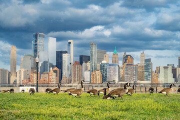Flock of geese on lawn with New York City skyline. Canada geese standing on green grass with the Financial District buildings and One World Trade Center in background. © white78