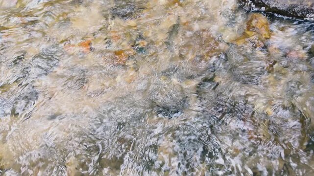 Clear Flowing Stream Over Rocks in a Natural Setting with Sunlight Reflections