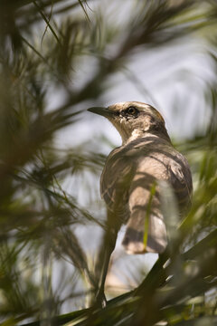 An image of a Chalk-browed Mockingbird (Mimus saturninus) looking over its shoulder through blurry green foliage.
