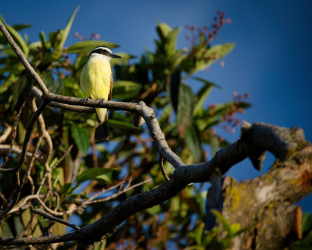 A Great Kiskadee bird (Pitangus sulphuratus) perched on a branch against a deep blue sky and green foliage background.