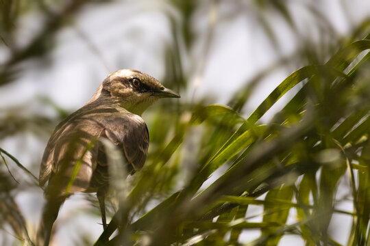 Profile view of a Chalk-browed Mockingbird (Mimus saturninus) perched, mostly hidden behind green leaves and foliage.