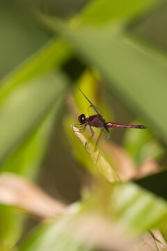 Red dragonfly perched on a dry leaf tip against a blurred green background.