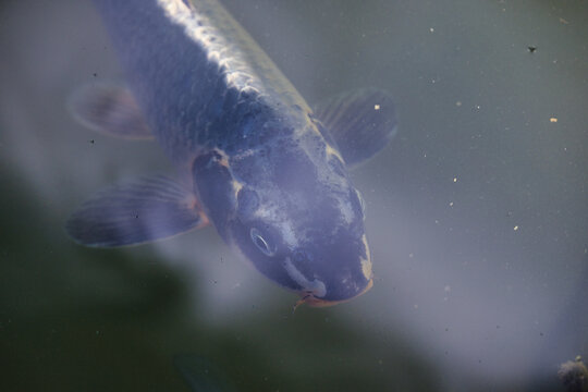 Top view of a common carp fish head swimming in murky pond water showing scale texture