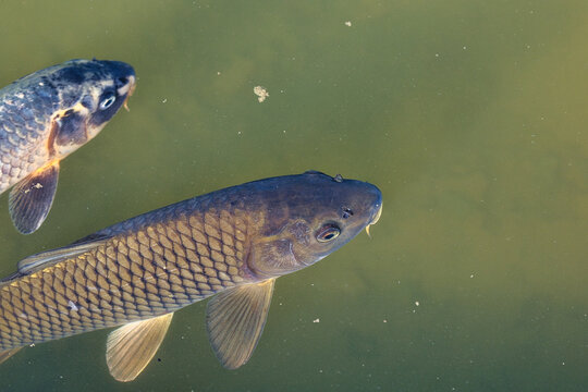Macro photograph of two common carp swimming in murky pond water, showing scale details.