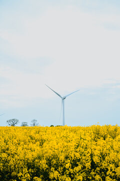 Wind turbine above blooming yellow rapeseed field under blue sky, renewable energy and sustainable agriculture landscape concept
