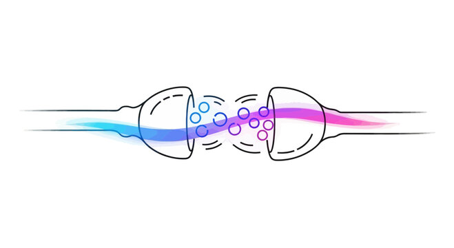 Synapse transmission: Neurotransmitter release from presynaptic neuron to postsynaptic neuron