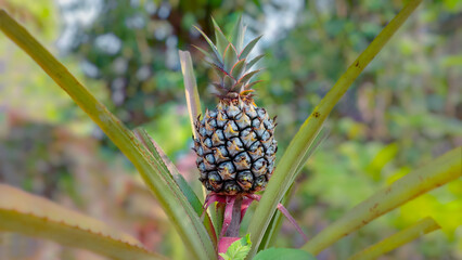Fototapeta premium fresh raw pineapple on a plant. 