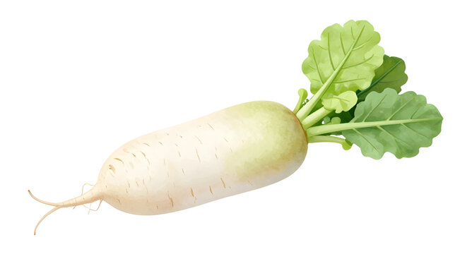 daikon radish illustration, white radish vegetable, fresh root vegetable, organic daikon isolated, healthy food graphic, farm produce illustration, natural vegetable artwork, cooking ingredient clipar